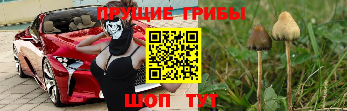 Псилоцибиновые грибы Psilocybe Удомля